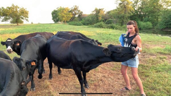 black angus for sale