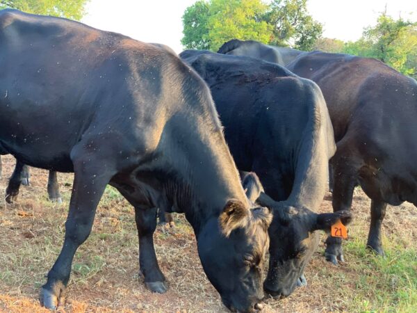 black angus beef