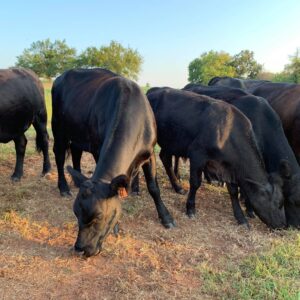 bred angus heifer for sale