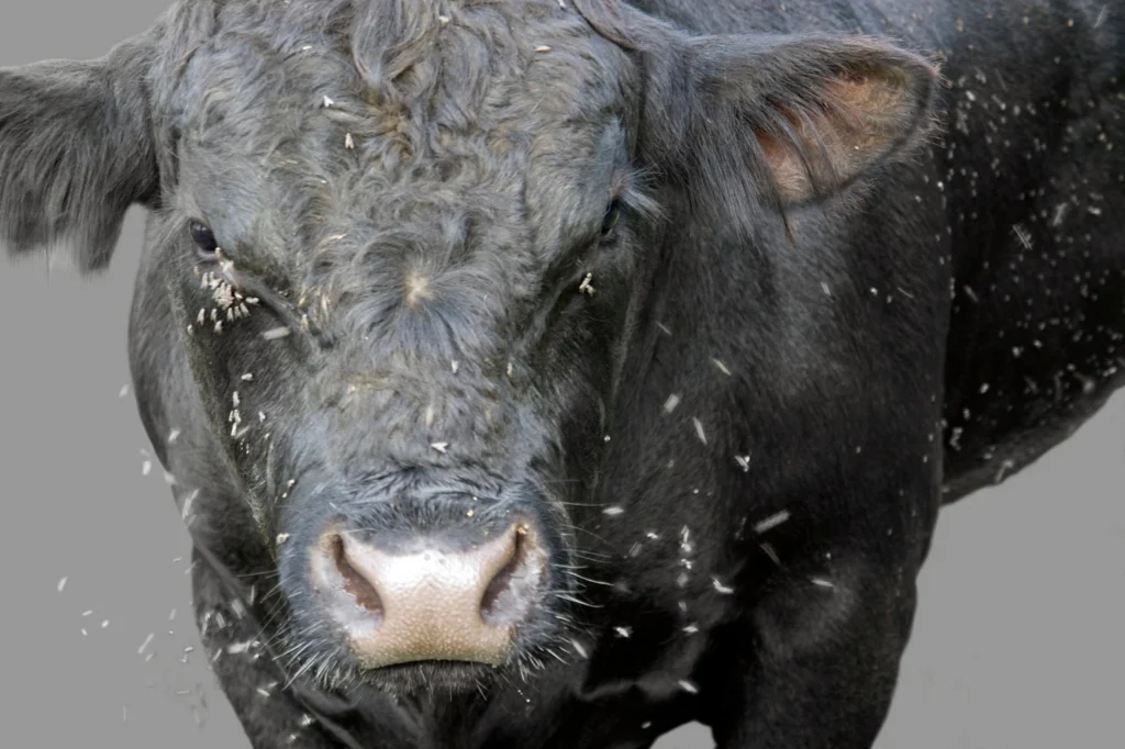 at home fly treatment for cows