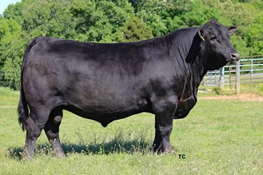 top angus sires 2023