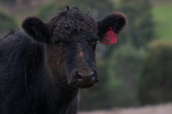 BLACK ANGUS FOR SALE.jpg