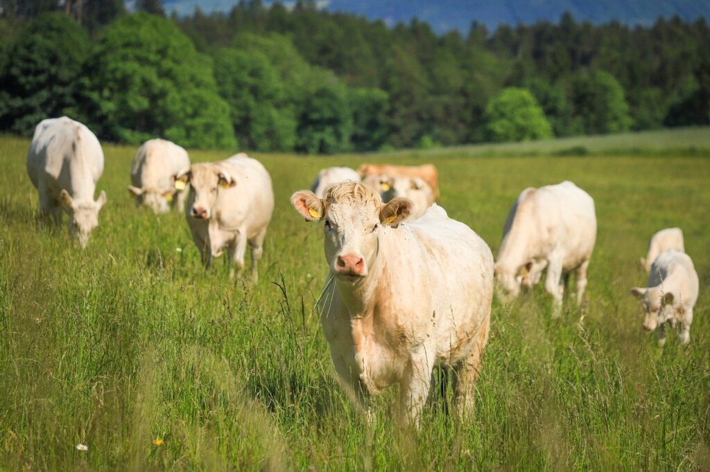anaplasmosis in cattle