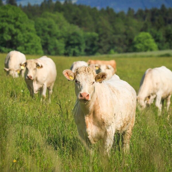 anaplasmosis in cattle