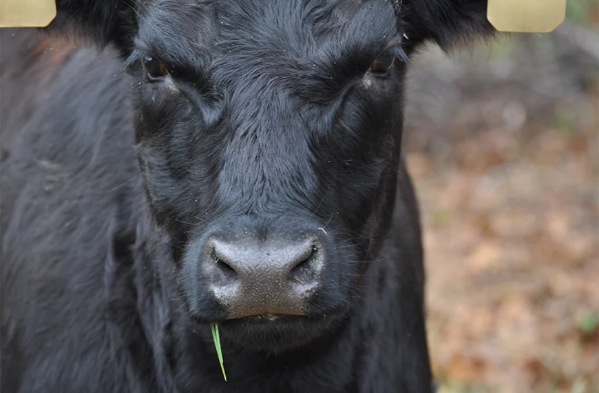 how much is grass feed beef