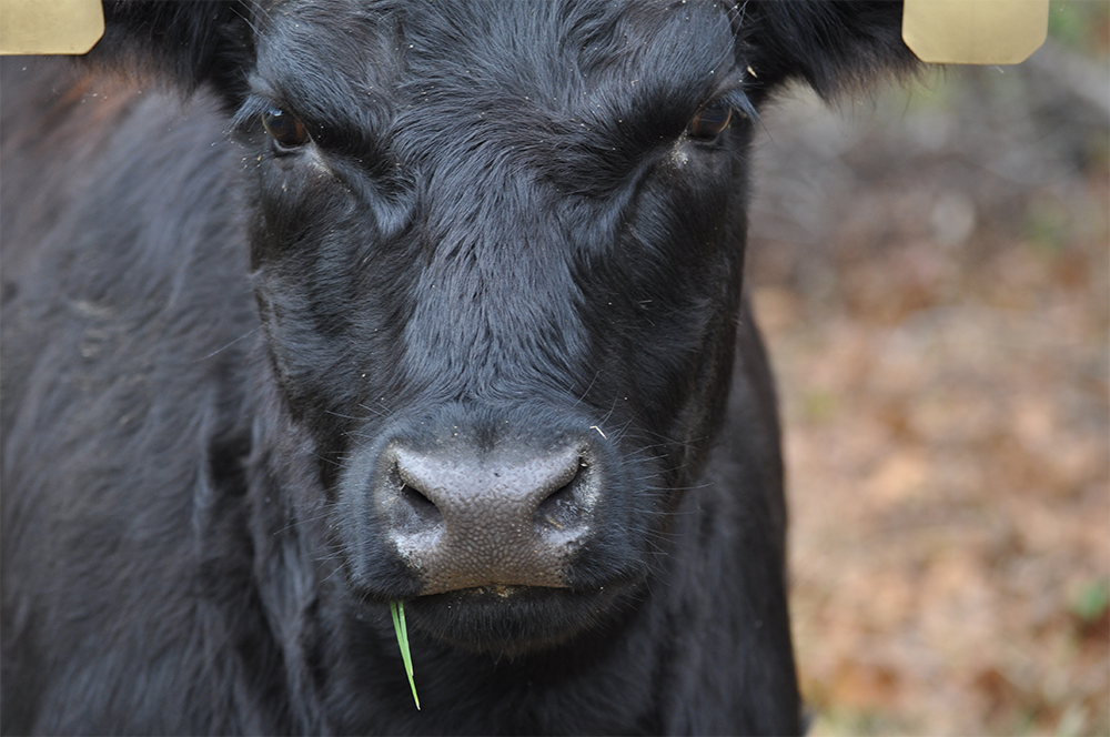 how much is grass feed beef