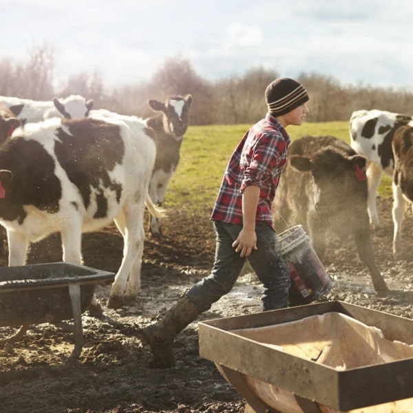 How to Started a Small Cattle Operation