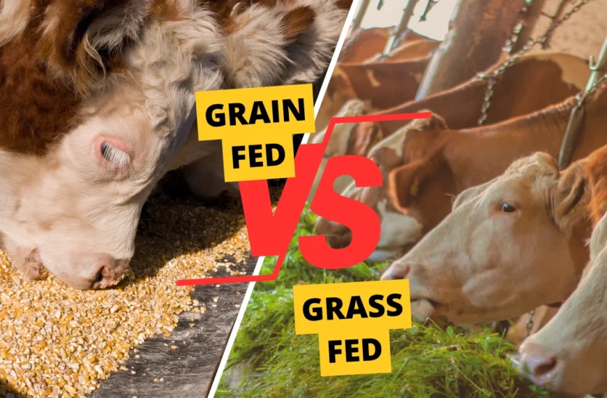 Grass-Fed vs Grain-Fed Beef